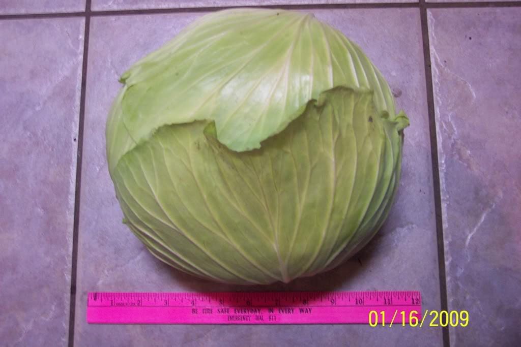 500 FLAT DUTCH Late CABBAGE Brassica Oleracea Capitata Vegetable Seeds