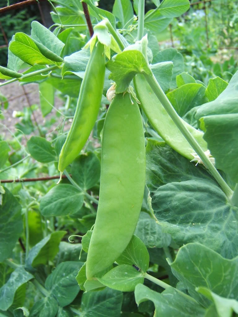 50 SNOW PEA Pisum Sativum Vegetable Seeds
