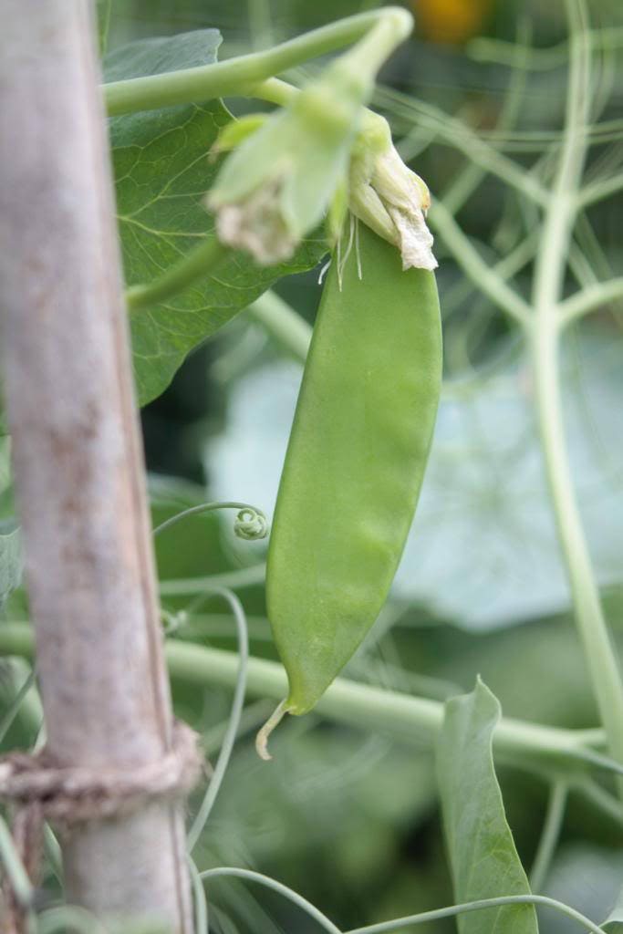 50 SNOW PEA Pisum Sativum Vegetable Seeds