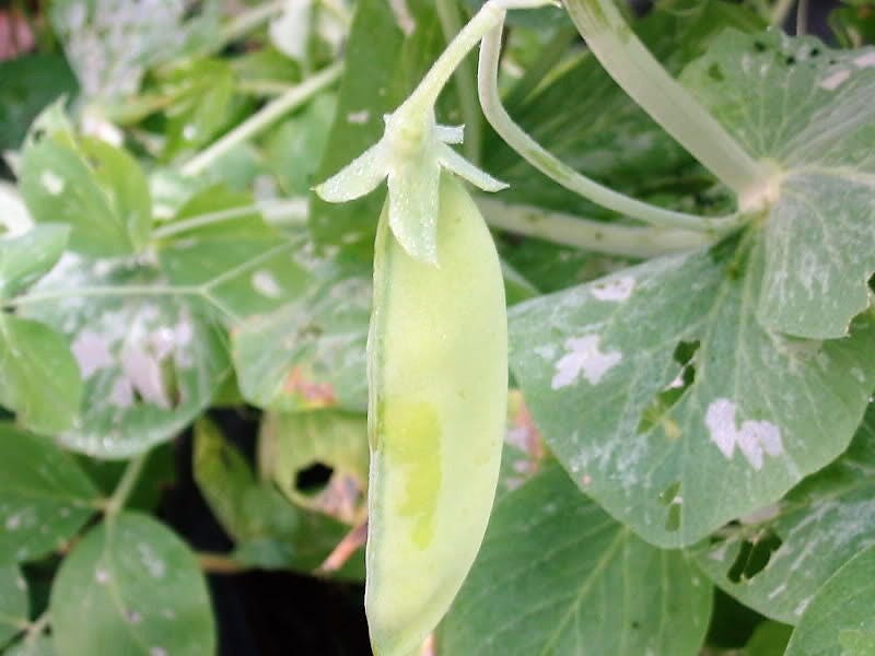 50 SNOW PEA Pisum Sativum Vegetable Seeds