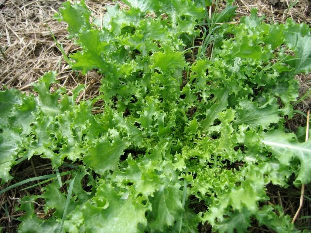 3000 GREEN CURLED ENDIVE (Salad Endive / Moss Curled Endive / Escarole) Cichorium Endivia Vegetable Seeds