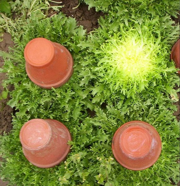 3000 GREEN CURLED ENDIVE (Salad Endive / Moss Curled Endive / Escarole) Cichorium Endivia Vegetable Seeds