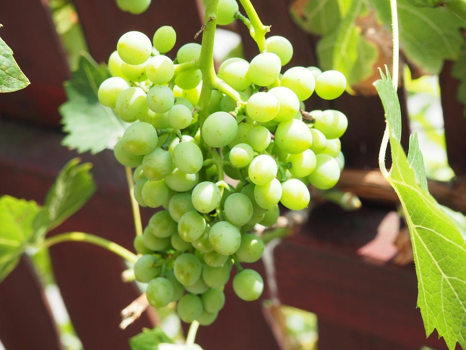 50 GREEN (Dessert / Table) GRAPE Vitis Vinifera Fruit Vine Seeds