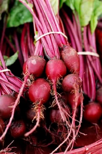 250 EARLY WONDER BEET Beta Vulgaris Vegetable Seeds