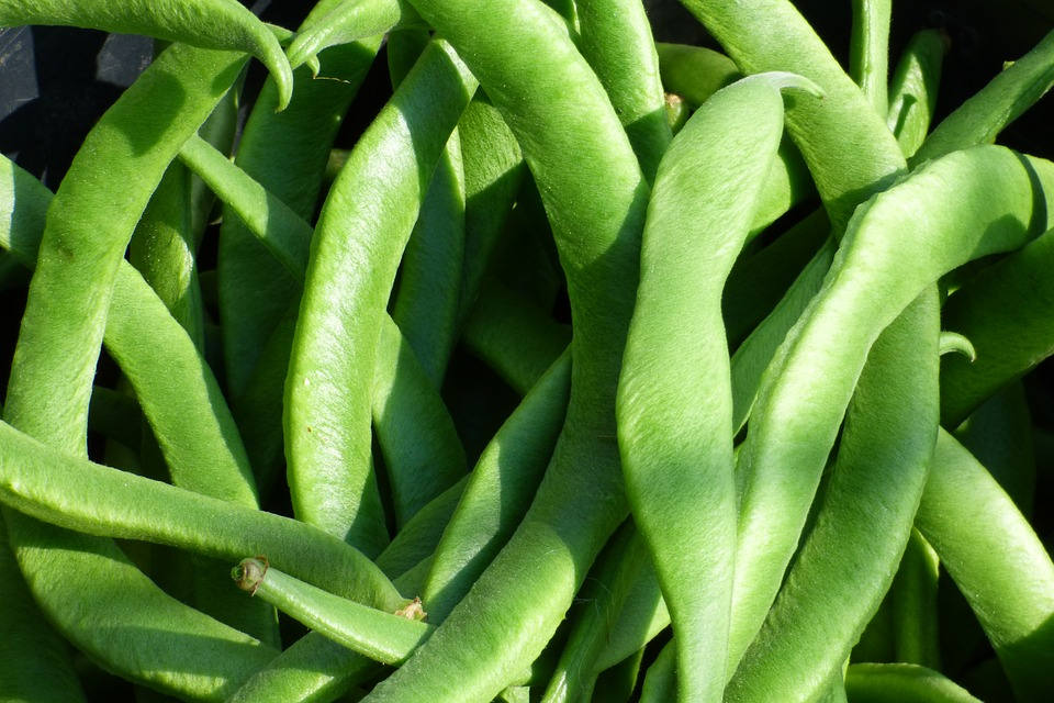 50 ROMA Italian GREEN BEAN Phaseolus Vulgaris Vegetable Seeds