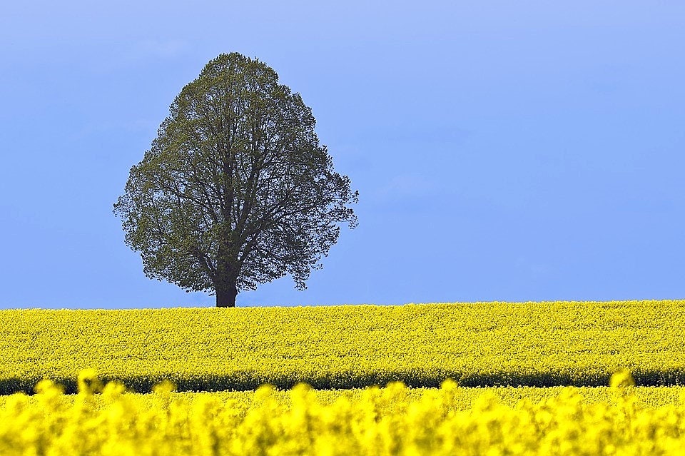 1000 Dwarf ESSEX RAPE KALE Brassica Napus Vegetable Seeds