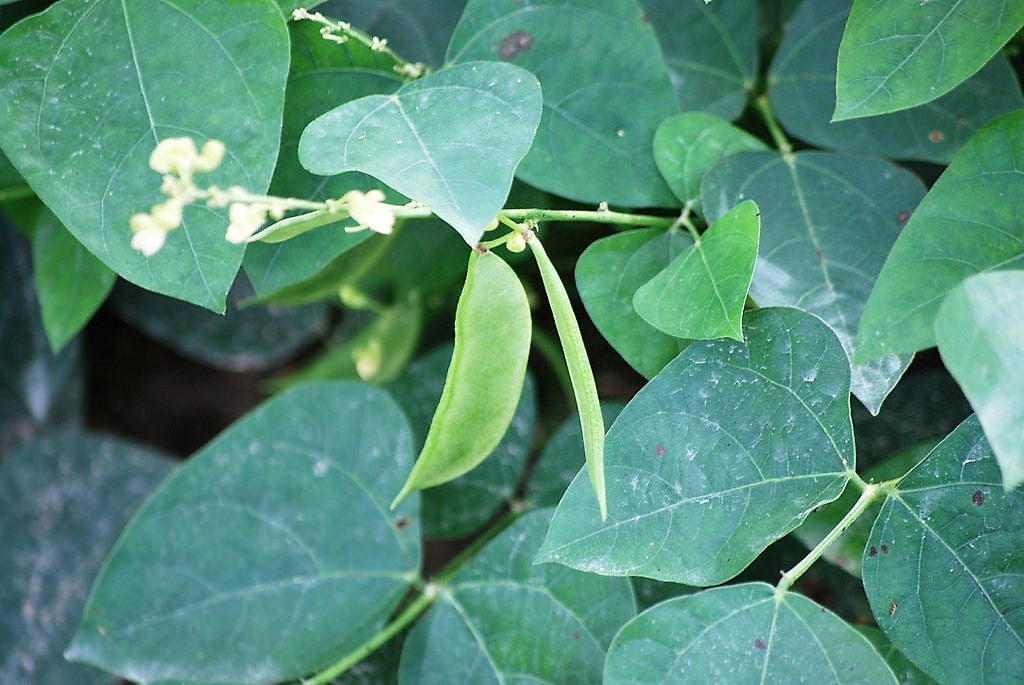 50 BABY LIMA BEAN Phaseolus Lunatus Vegetable Seeds