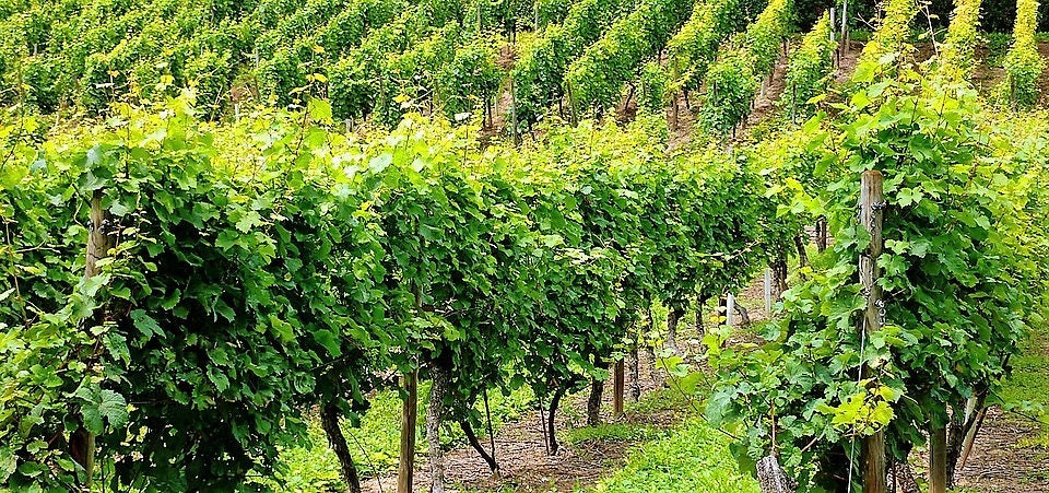 50 GREEN (Dessert / Table) GRAPE Vitis Vinifera Fruit Vine Seeds