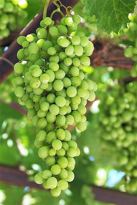 50 GREEN (Dessert / Table) GRAPE Vitis Vinifera Fruit Vine Seeds