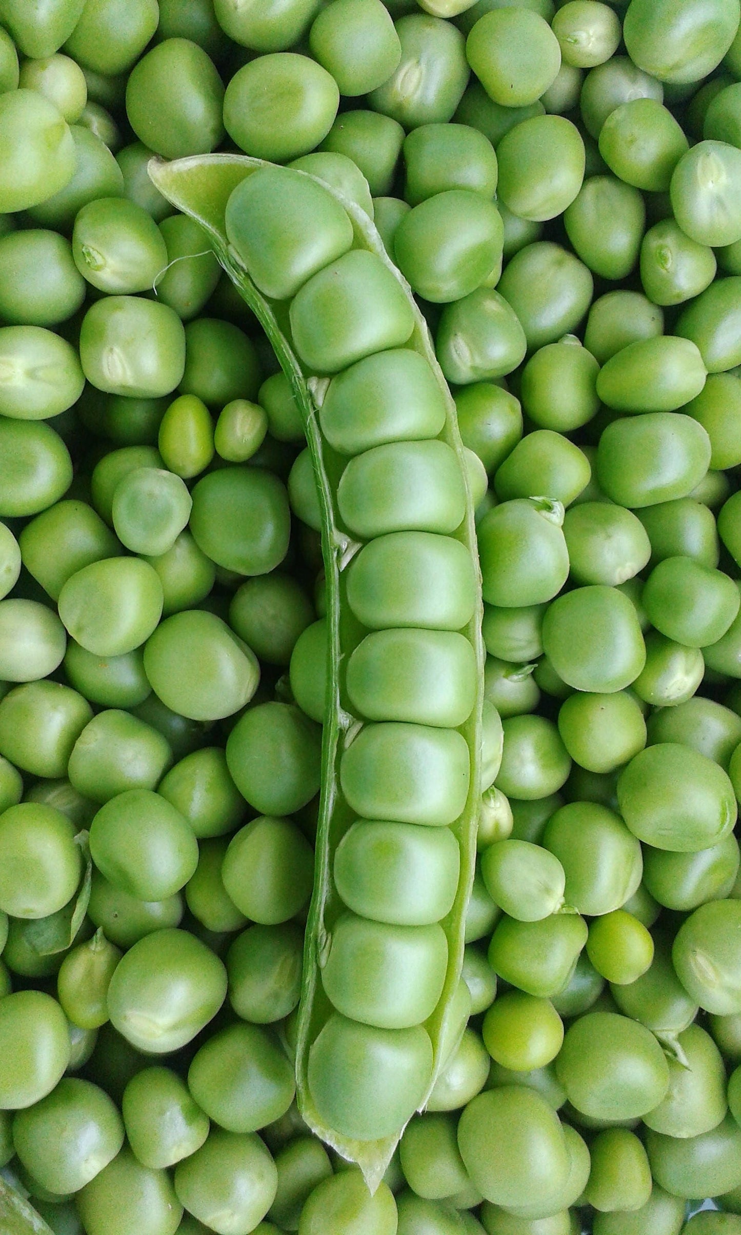 50 Super SUGAR SNAP PEA Pisum Sativum Macrocarpon Vegetable Seeds