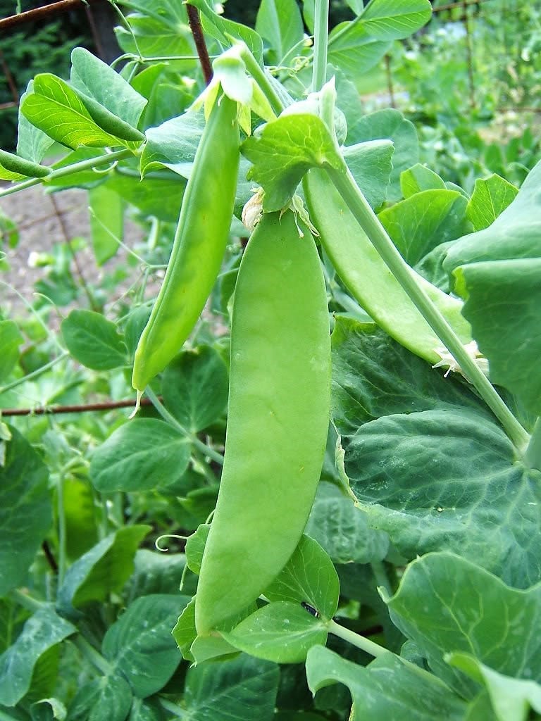 50 Oregon SUGAR POD II Pea Pisum Sativum Macrocarpon Vegetable Seeds