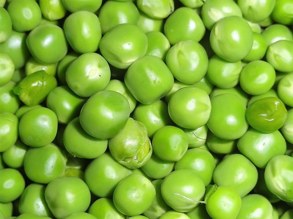 50 Oregon SUGAR POD II Pea Pisum Sativum Macrocarpon Vegetable Seeds