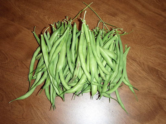 50 GREENCROP GREEN BEAN Phaseolus Vulgaris Vegetable Seeds