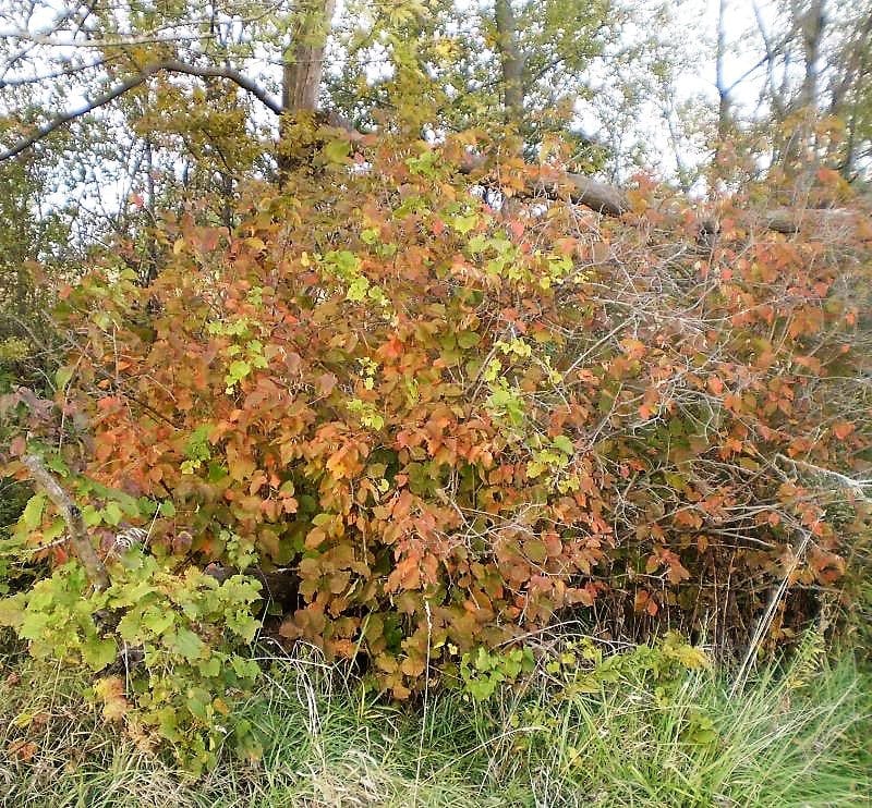 5 AMERICAN HAZELNUT TREE aka Filbert Corylus Americana Fruit Nut Seeds
