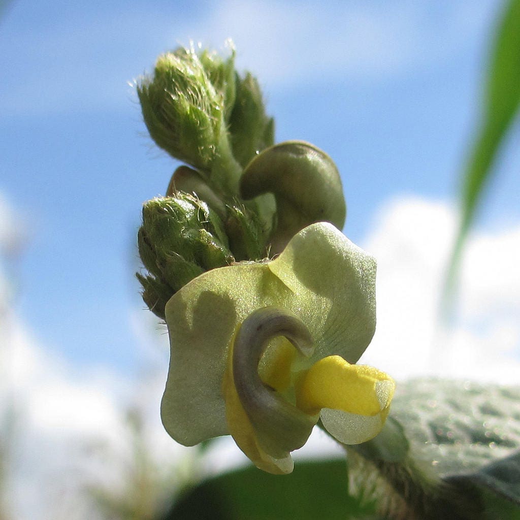 150 MUNG BEAN Moong Sprouts Golden Gram Green Vigna Radiata Vegetable Seeds