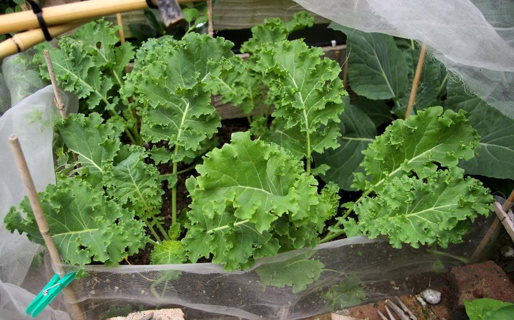 1000 PREMIER KALE Early Hanover Brassica Oleracea Greens Vegetable Seeds