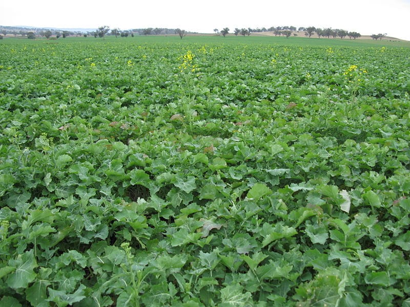 1000 HANOVER SALAD Spring KALE Smooth Siberian Brassica Napus Vegetable Seeds