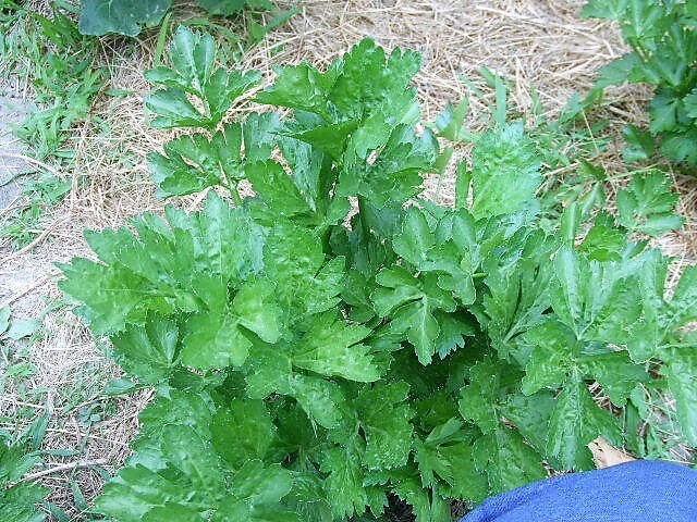 2000 Cutting LEAF CELERY Apium Graveolens European Chinese Herb Seeds