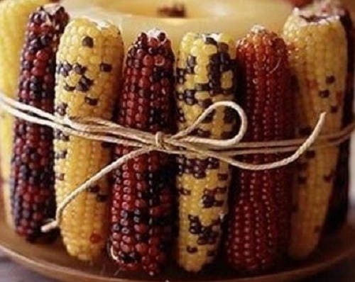 50 Indian MINI MIX CORN Miniature 4" Ears Ornamental Zea Mays Vegetable Seeds