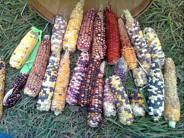 50 Indian MINI MIX CORN Miniature 4" Ears Ornamental Zea Mays Vegetable Seeds