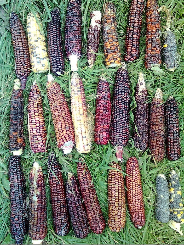 50 Indian MINI MIX CORN Miniature 4" Ears Ornamental Zea Mays Vegetable Seeds
