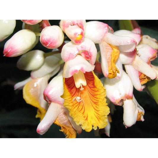 5 KAT GINGER Pink & Yellow Shell Alpinia Katsumadai Hayata Flower Herb Seeds
