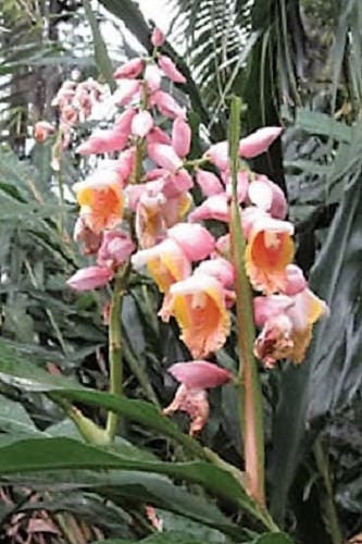 5 KAT GINGER Pink & Yellow Shell Alpinia Katsumadai Hayata Flower Herb Seeds
