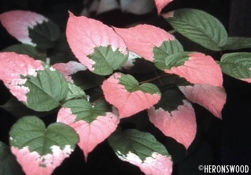 20 Variegated ARCTIC BEAUTY KIWI Fruit Edible Actinidia Kolomikta Vine Seeds