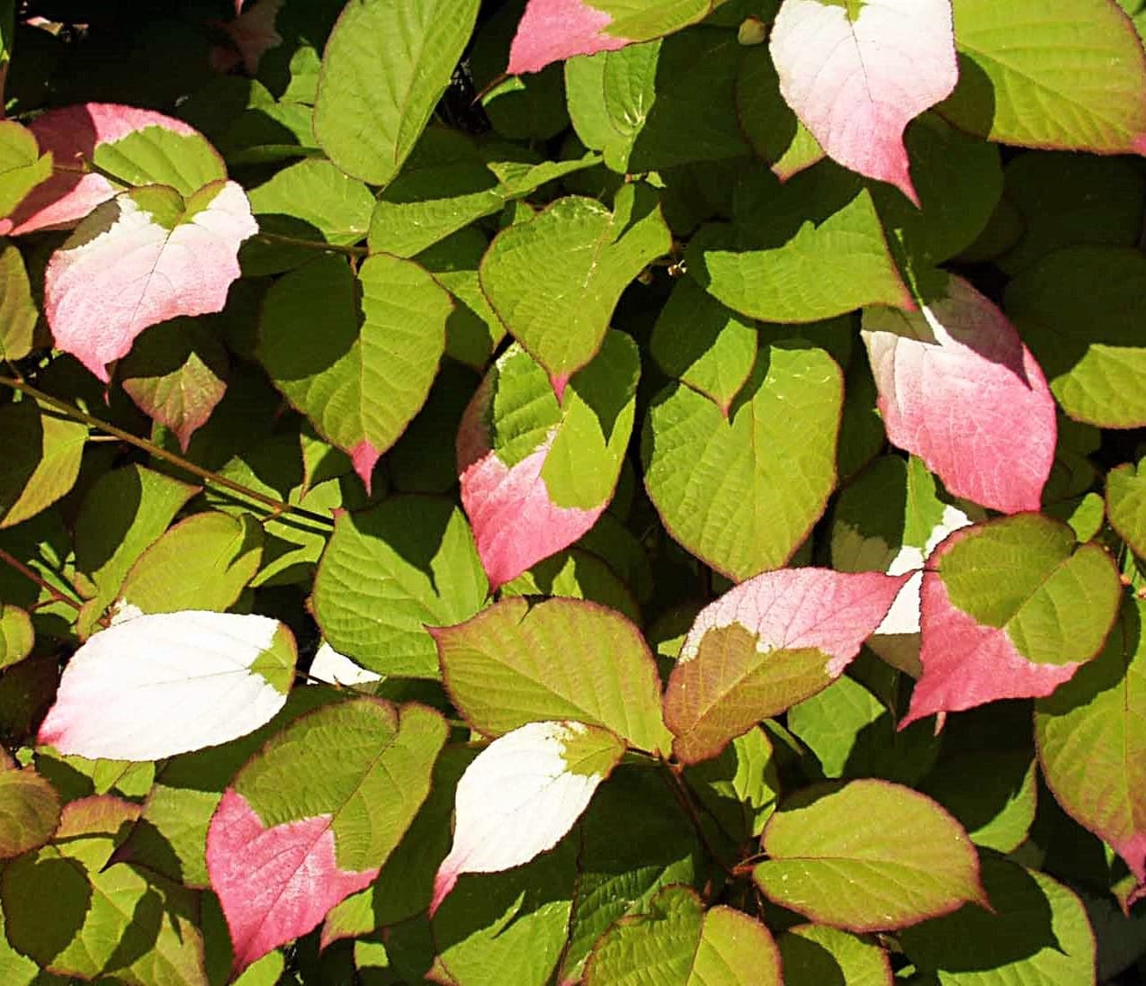 20 Variegated ARCTIC BEAUTY KIWI Fruit Edible Actinidia Kolomikta Vine Seeds