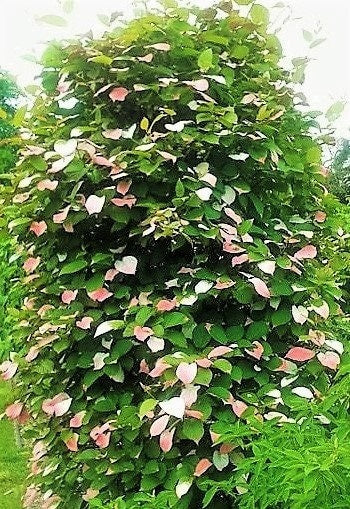 20 Variegated ARCTIC BEAUTY KIWI Fruit Edible Actinidia Kolomikta Vine Seeds