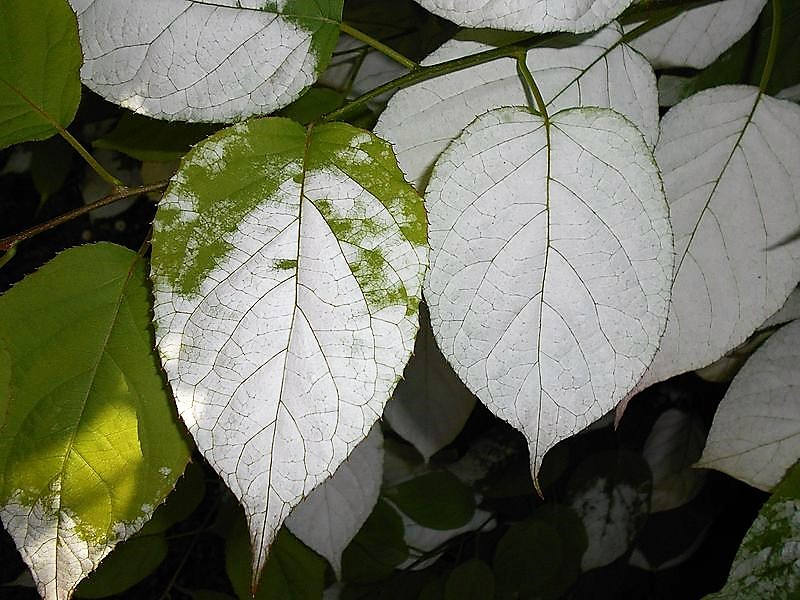 20 Variegated ARCTIC BEAUTY KIWI Fruit Edible Actinidia Kolomikta Vine Seeds