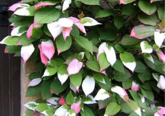 20 Variegated ARCTIC BEAUTY KIWI Fruit Edible Actinidia Kolomikta Vine Seeds