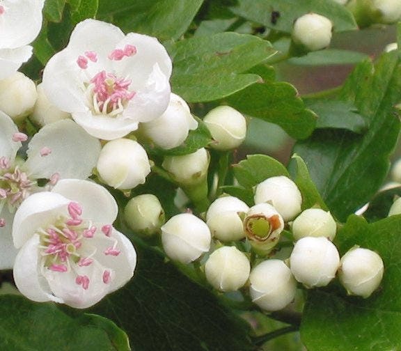 20 ENGLISH HAWTHORN TREE Edible Fruit Flower Mayflower Crataegus Laevigata Seeds