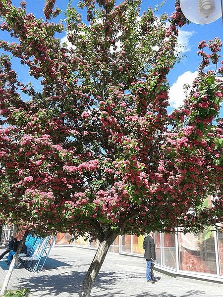 20 ENGLISH HAWTHORN TREE Edible Fruit Flower Mayflower Crataegus Laevigata Seeds