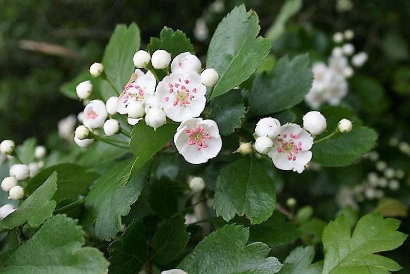20 ENGLISH HAWTHORN TREE Edible Fruit Flower Mayflower Crataegus Laevigata Seeds