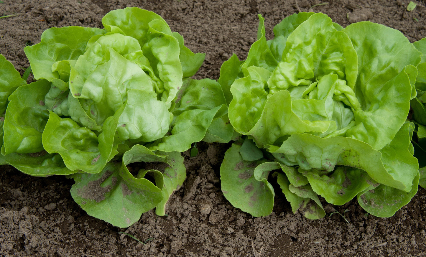 1000 GREAT LAKES LETTUCE Batavian Iceberg Lactuca Sativa Vegetable Seeds