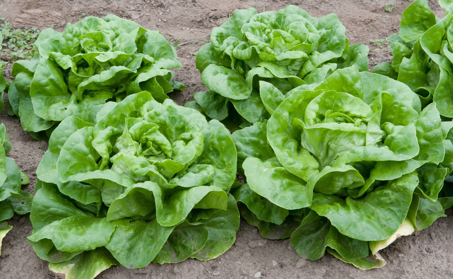 1000 GREAT LAKES LETTUCE Batavian Iceberg Lactuca Sativa Vegetable Seeds