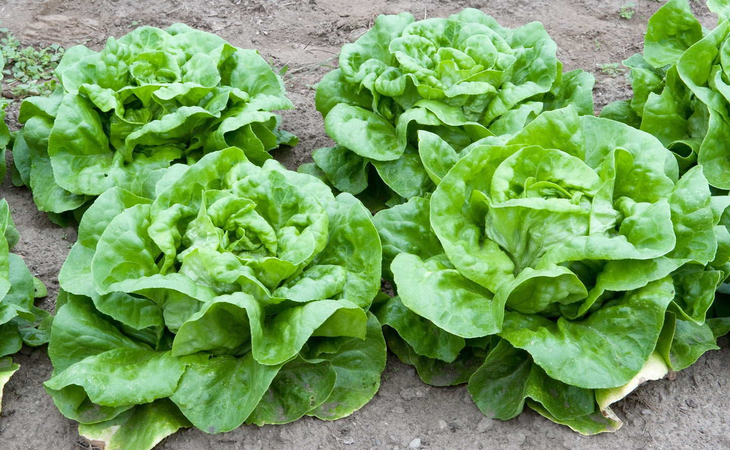 3000 WHITE BOSTON LETTUCE 12" Green Butterhead Lactuca Sativa Vegetable Seeds