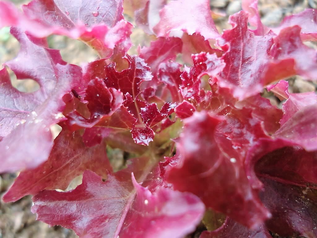 3000 RUBY LEAF LETTUCE Red Loose Leaf Heirloom Lactuca Sativa Vegetable Seeds