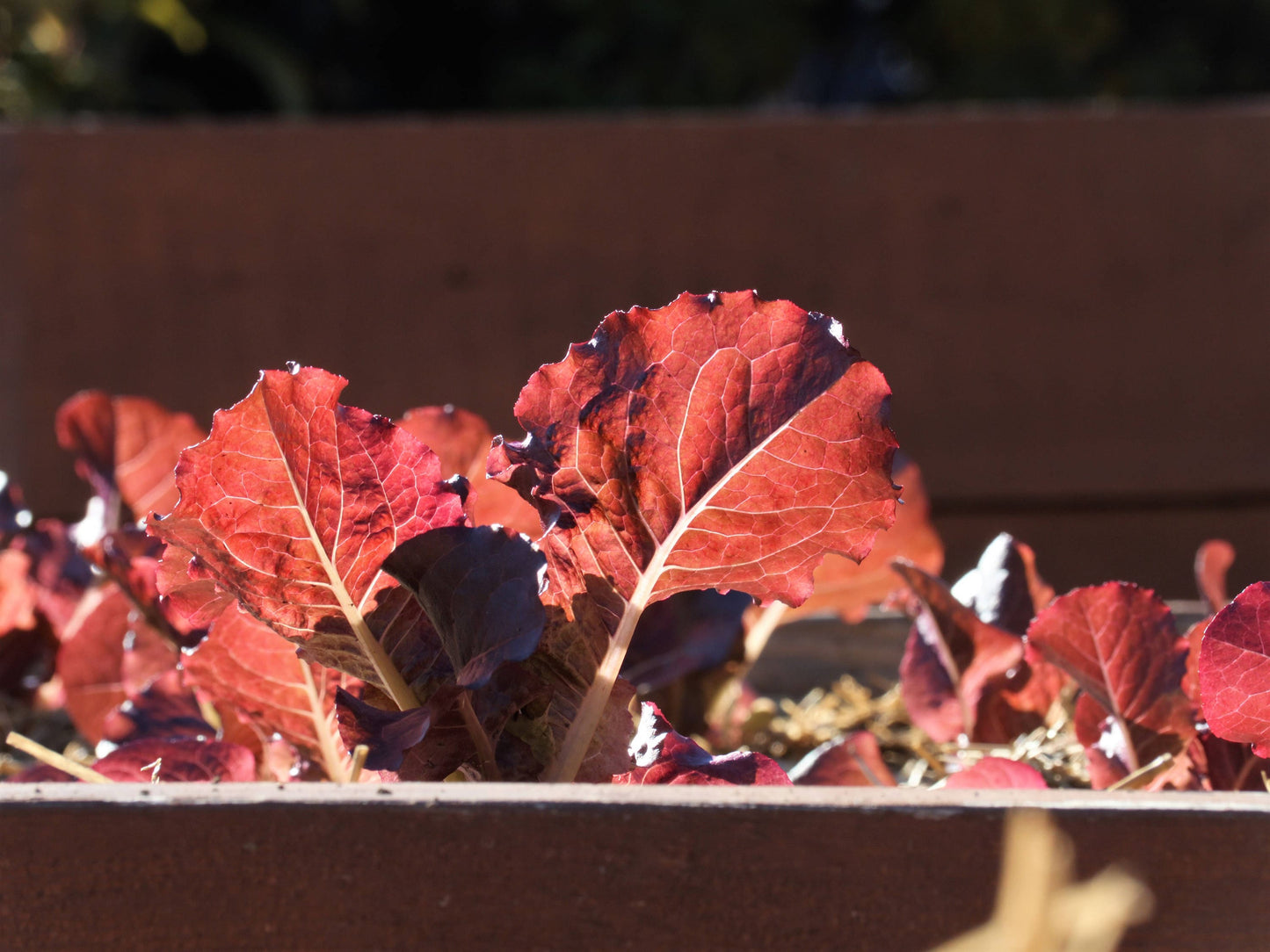 3000 RUBY LEAF LETTUCE Red Loose Leaf Heirloom Lactuca Sativa Vegetable Seeds
