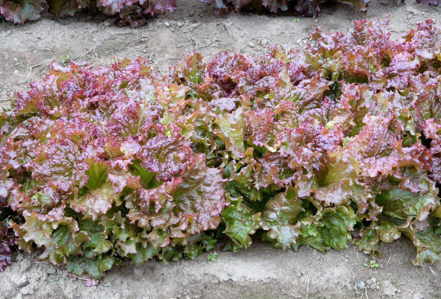 3000 RUBY LEAF LETTUCE Red Loose Leaf Heirloom Lactuca Sativa Vegetable Seeds