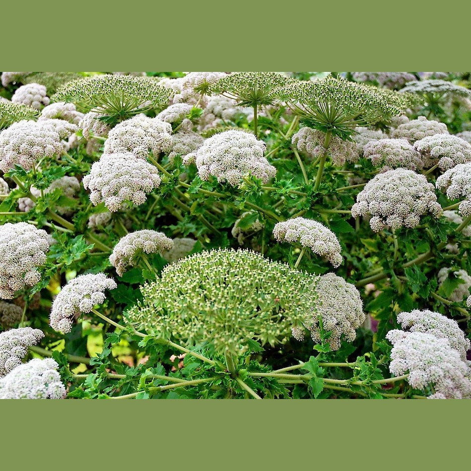 10 Madeira GIANT BLACK PARSLEY Parsnip Palm Melanoselinum Decipiens Flower Seeds