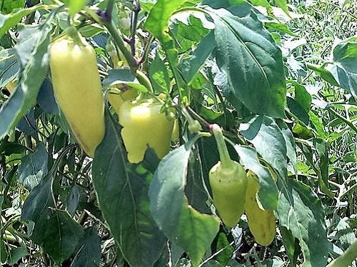 50 GREEK GOLDEN PEPPER Pepperoncini Gold Yellow Capsicum Annuum Vegetable Seeds