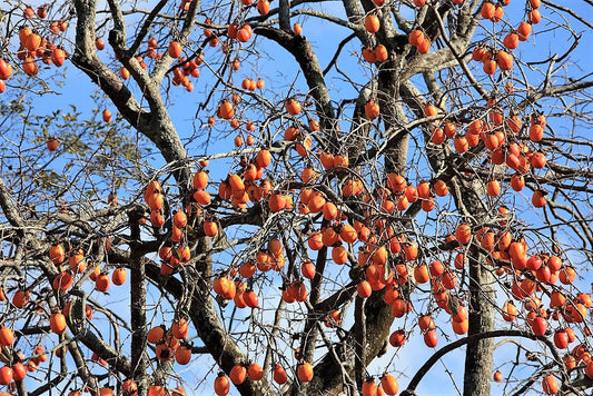 5 JAPANESE PERSIMMON Tree Asian Diospyros Kaki Orange Red Fruit Flower Seeds