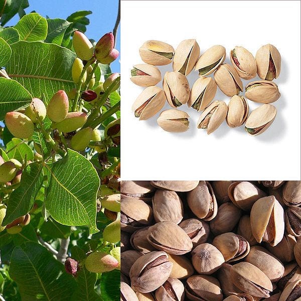 5 PISTACHIO NUT TREE Pistacia Vera Fruit Red Flowers Seeds