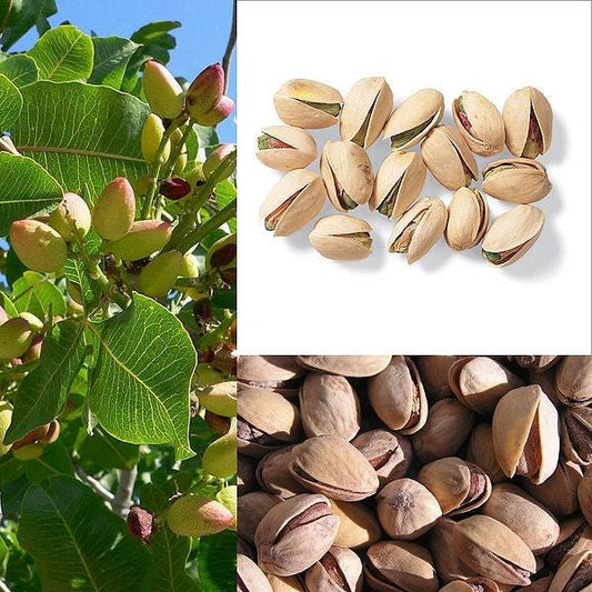 5 PISTACHIO NUT TREE Pistacia Vera Fruit Red Flowers Seeds