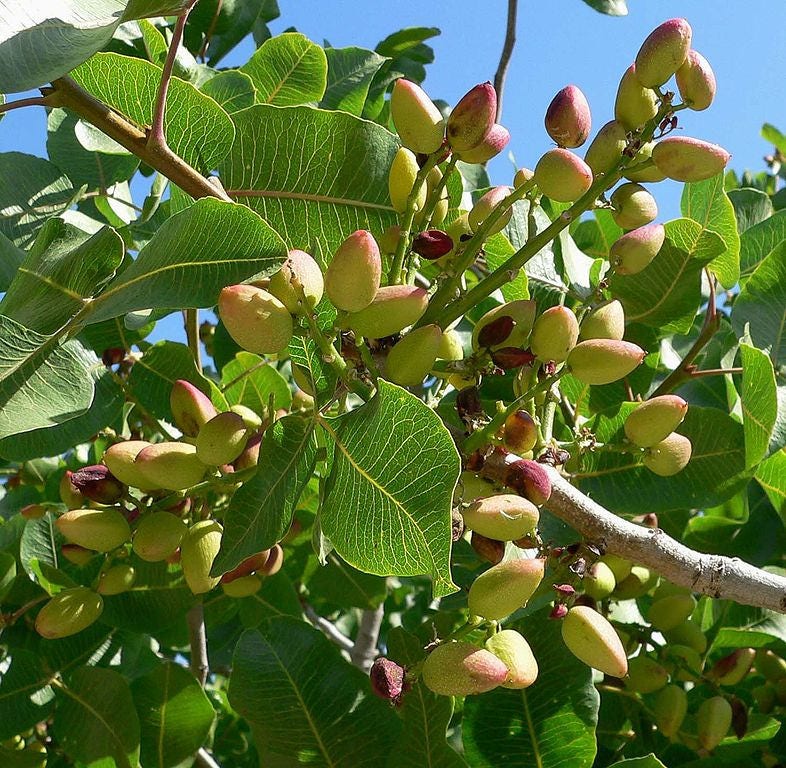 5 PISTACHIO NUT TREE Pistacia Vera Fruit Red Flowers Seeds