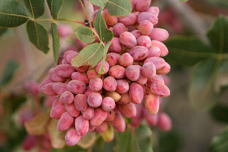 5 PISTACHIO NUT TREE Pistacia Vera Fruit Red Flowers Seeds
