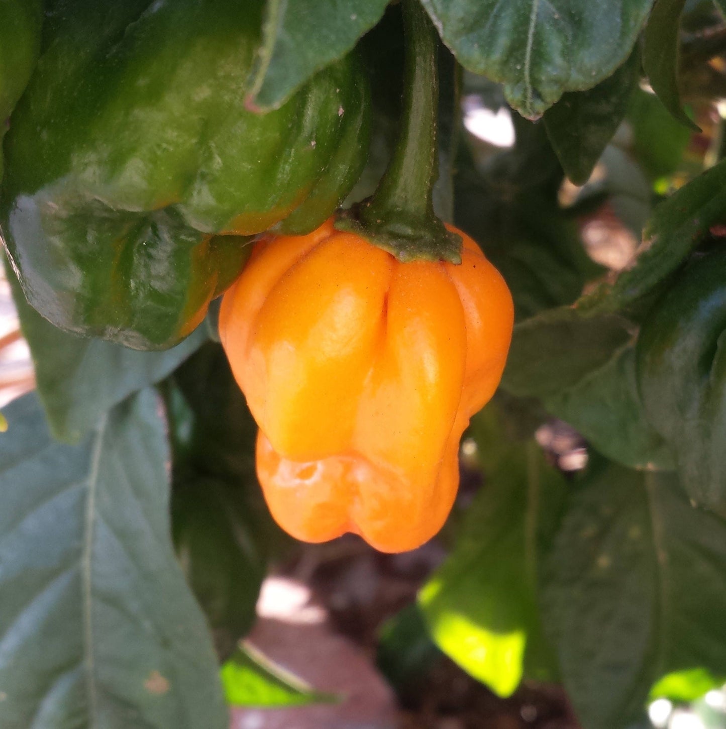 40 Orange SCOTCH BONNET PEPPER very hot Jamaican Capsicum Chinense Vegetable Seeds