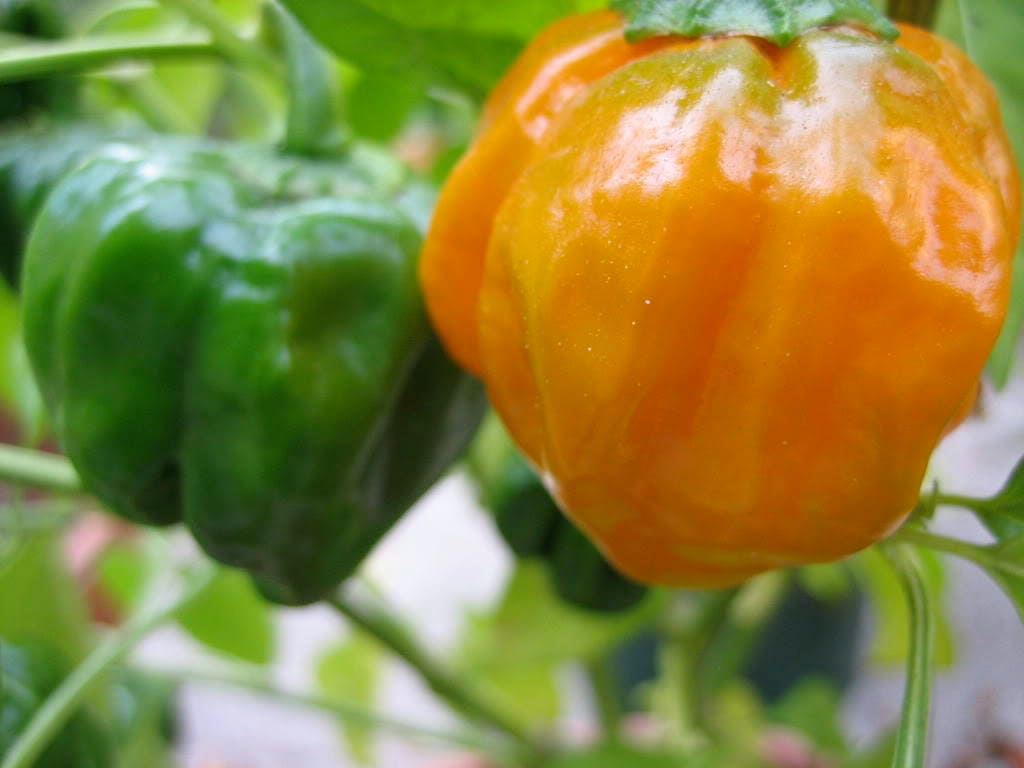 40 Orange SCOTCH BONNET PEPPER very hot Jamaican Capsicum Chinense Vegetable Seeds